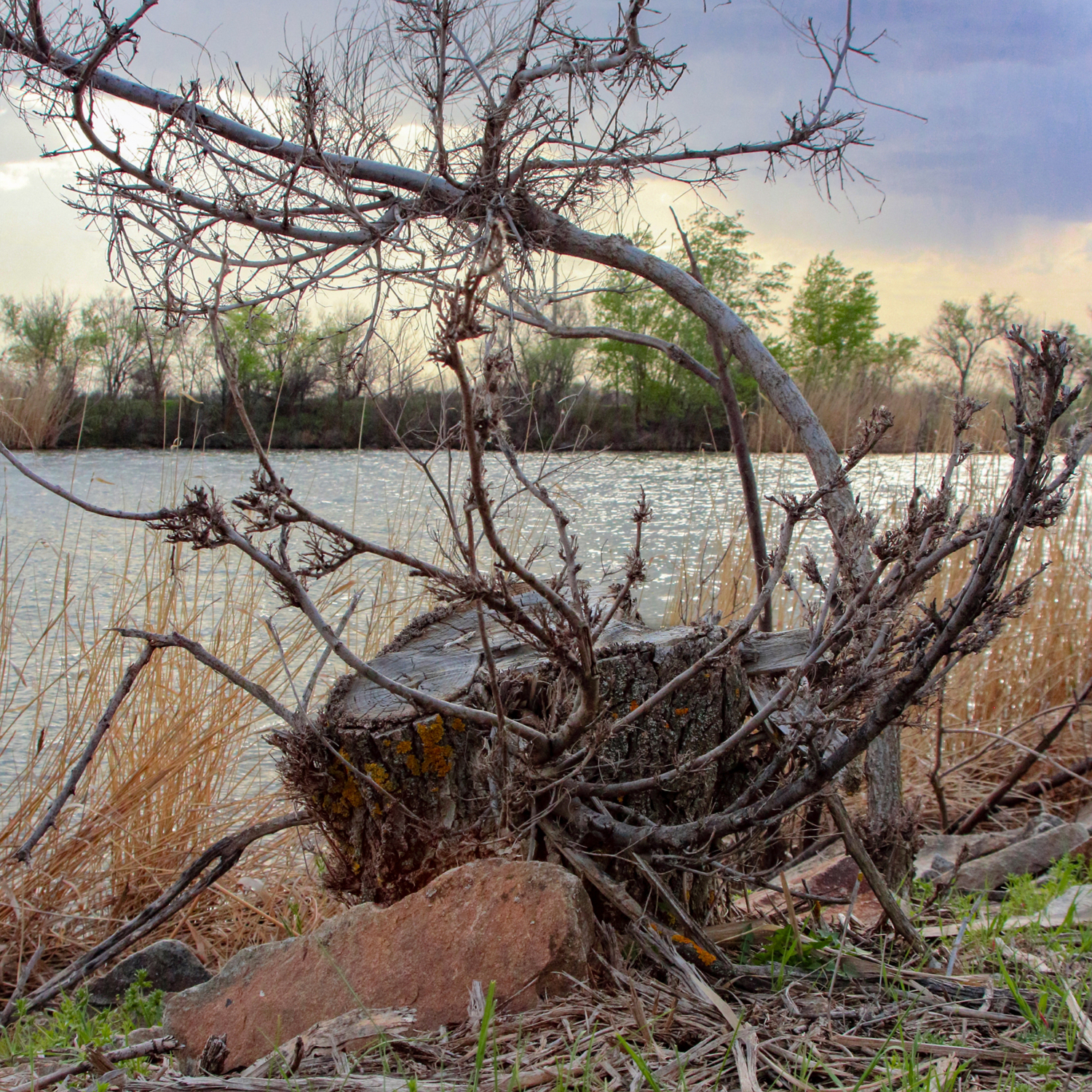 «Пень, сильнее дерева!»