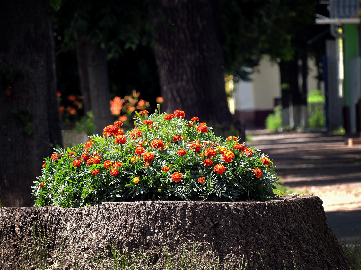 Приукрасился...