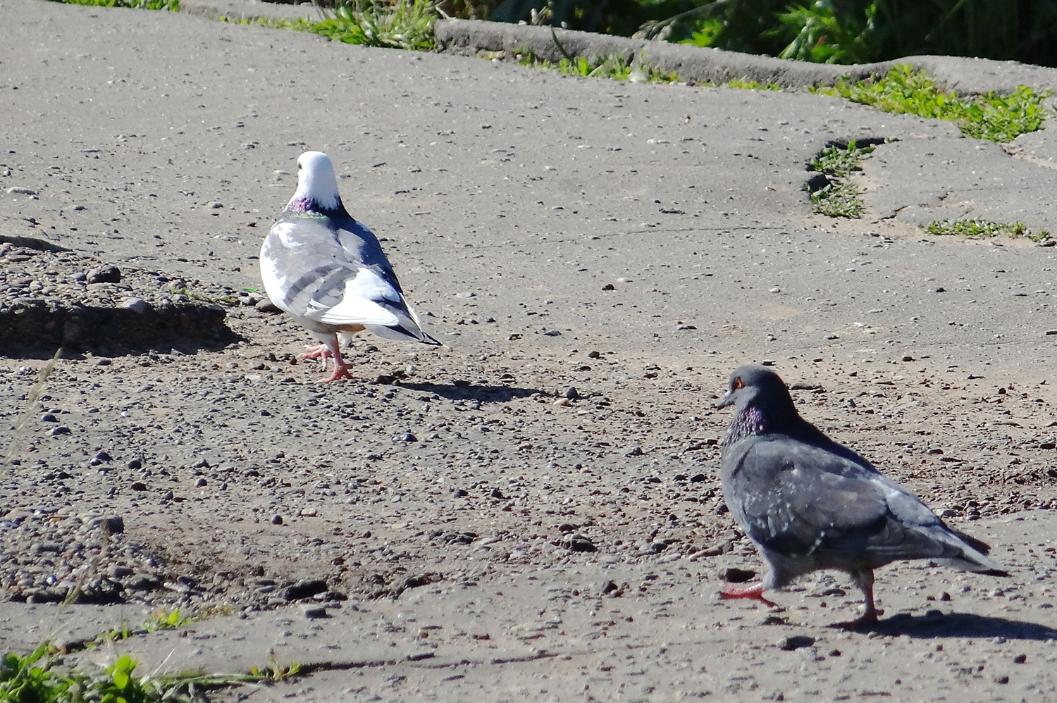 " - Погодь-ка, красотка!"