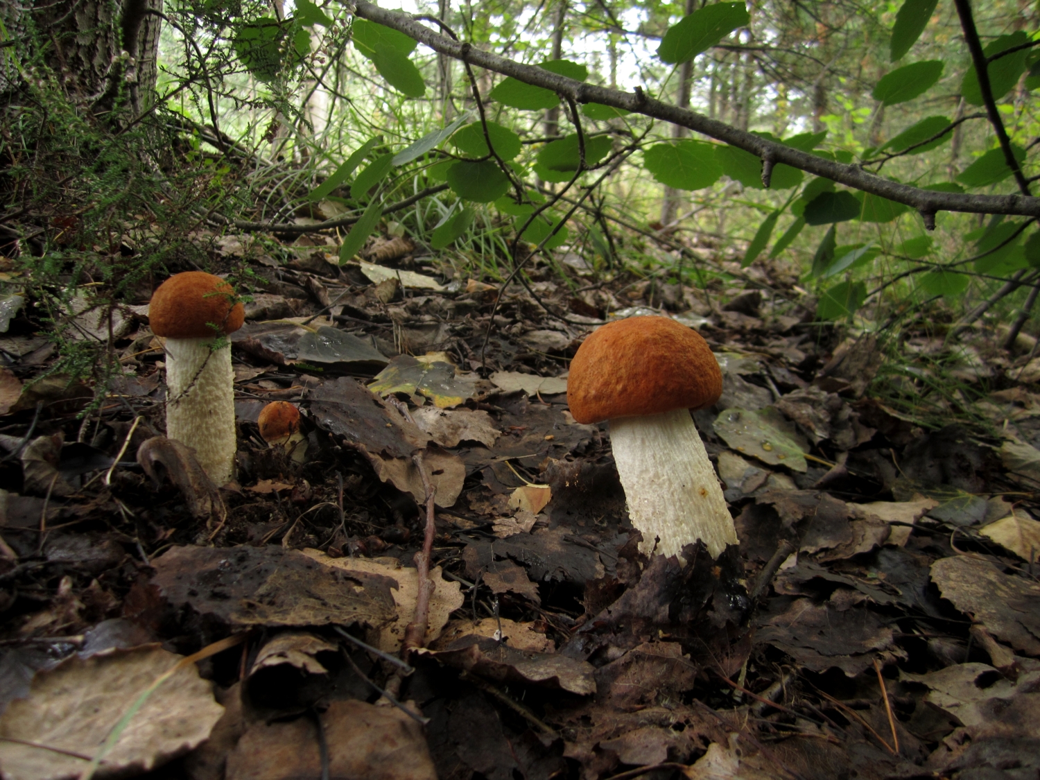 Семейство красноголовых