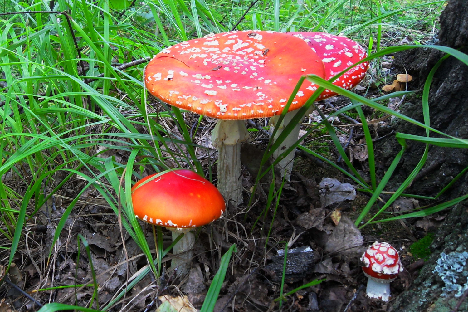 Весёлая семейка