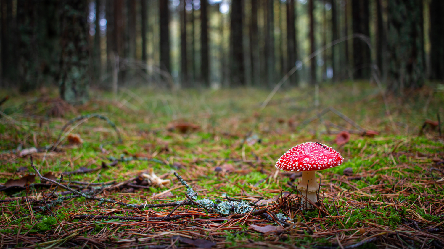 Один в поле