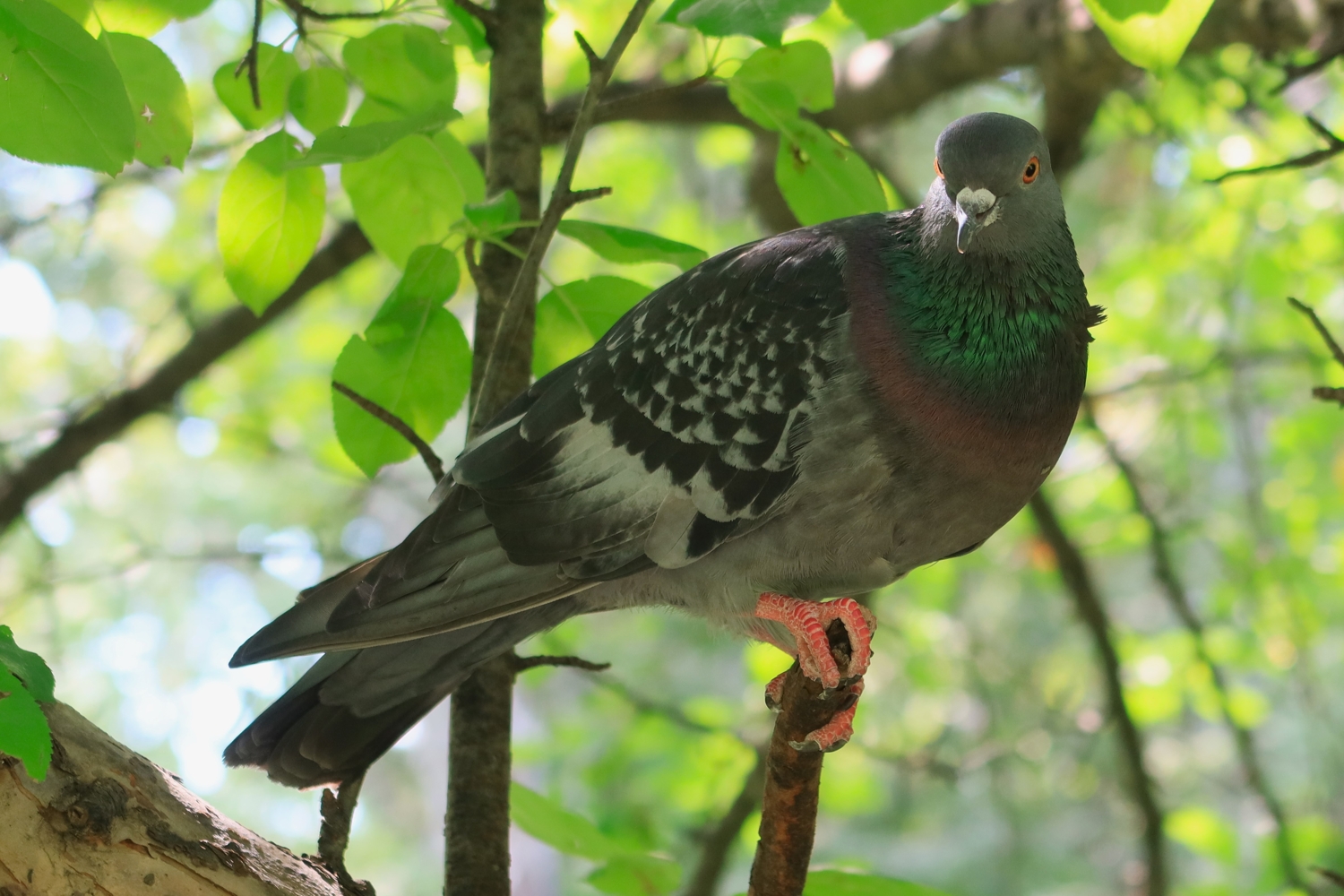 На ветке среди листьев