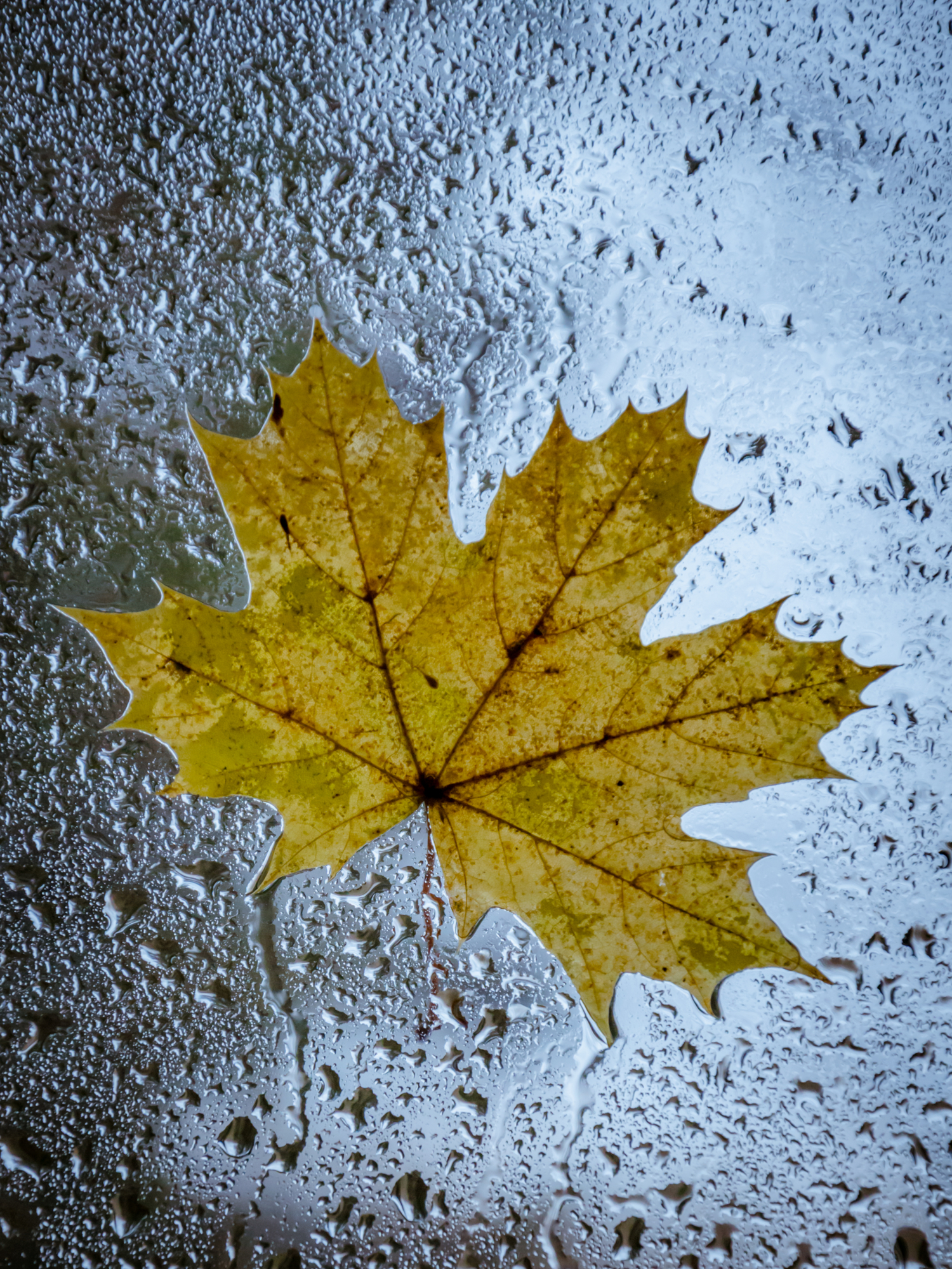 Уходящая осень