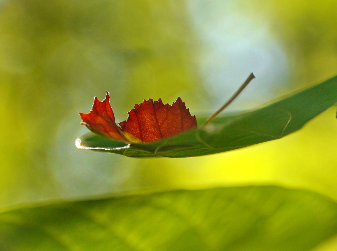 Осень наступает. Спи спокойно, лисенок, твоё время