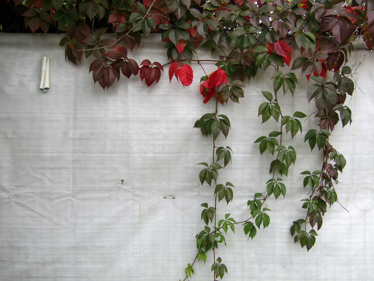 Листья и листок