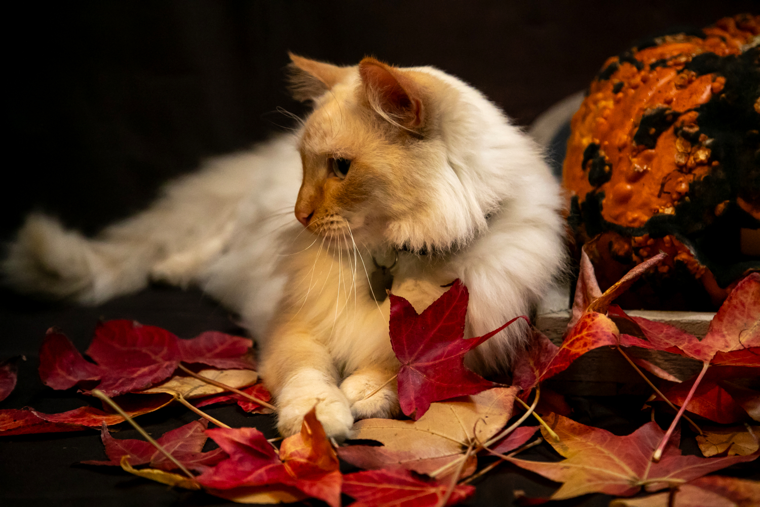 Цвета осени