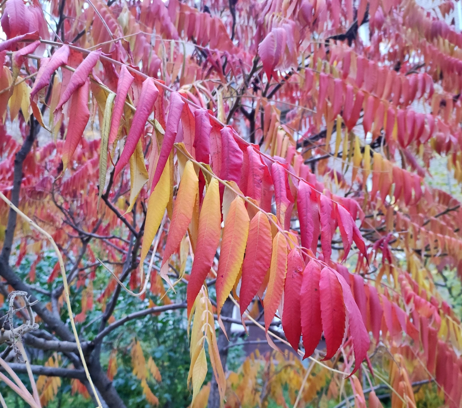 Внезапно в чаще вспыхнул красный куст