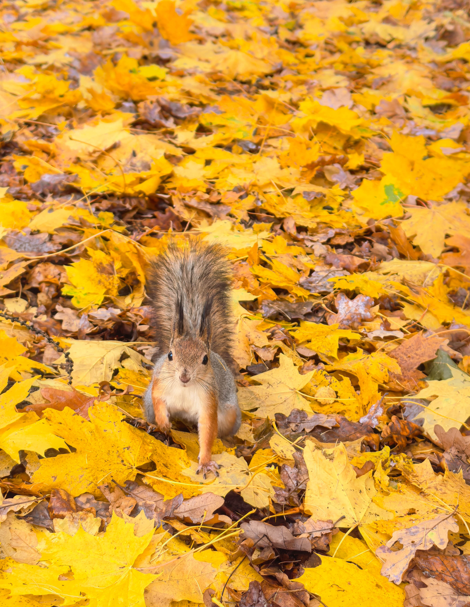 На золотом ковре