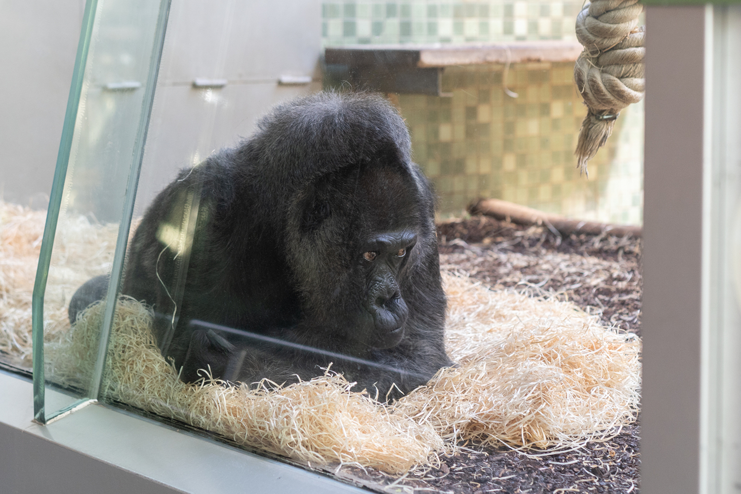 Грустные размышления