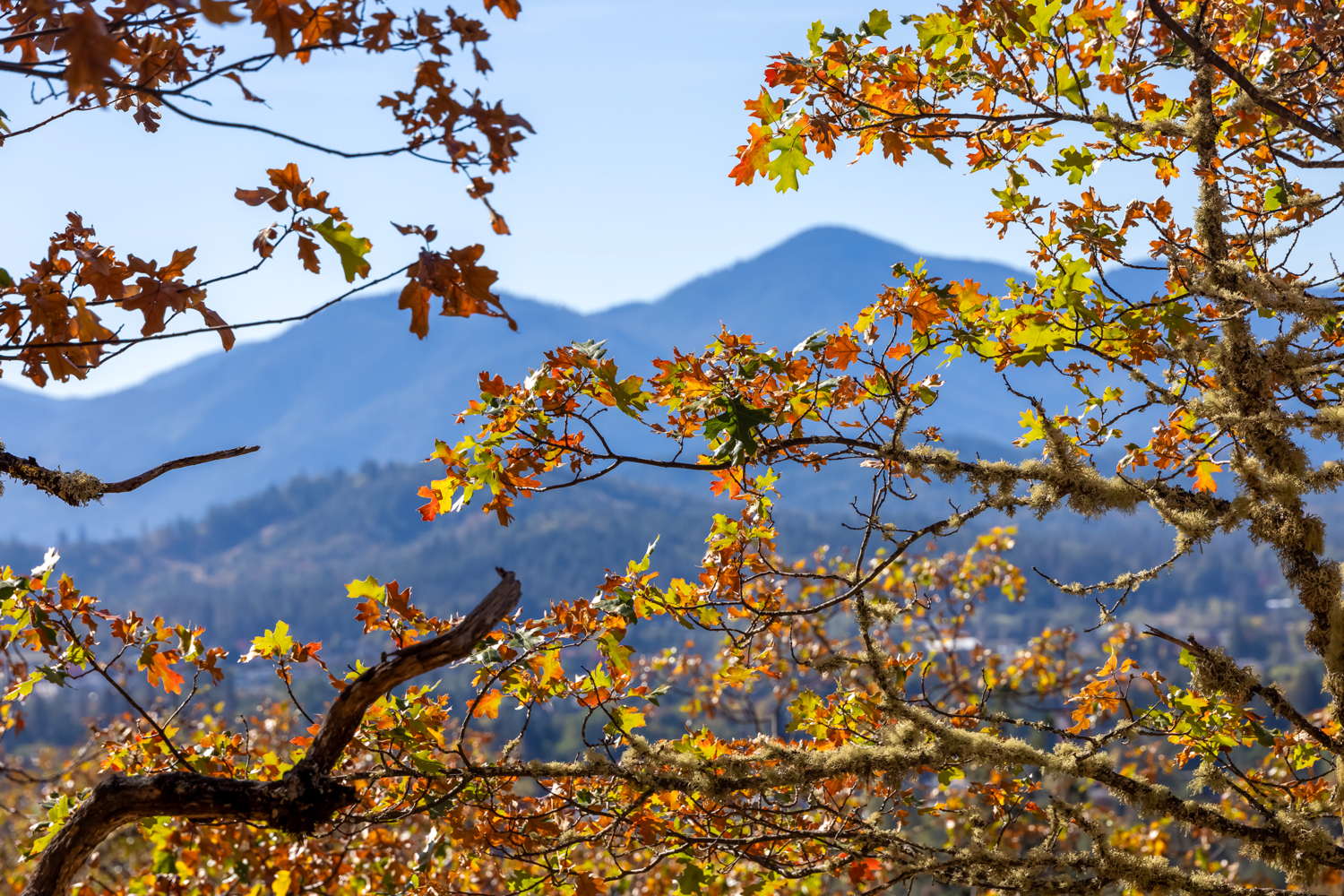 Желтый, рыжий, голубой - выбирай себе любой
