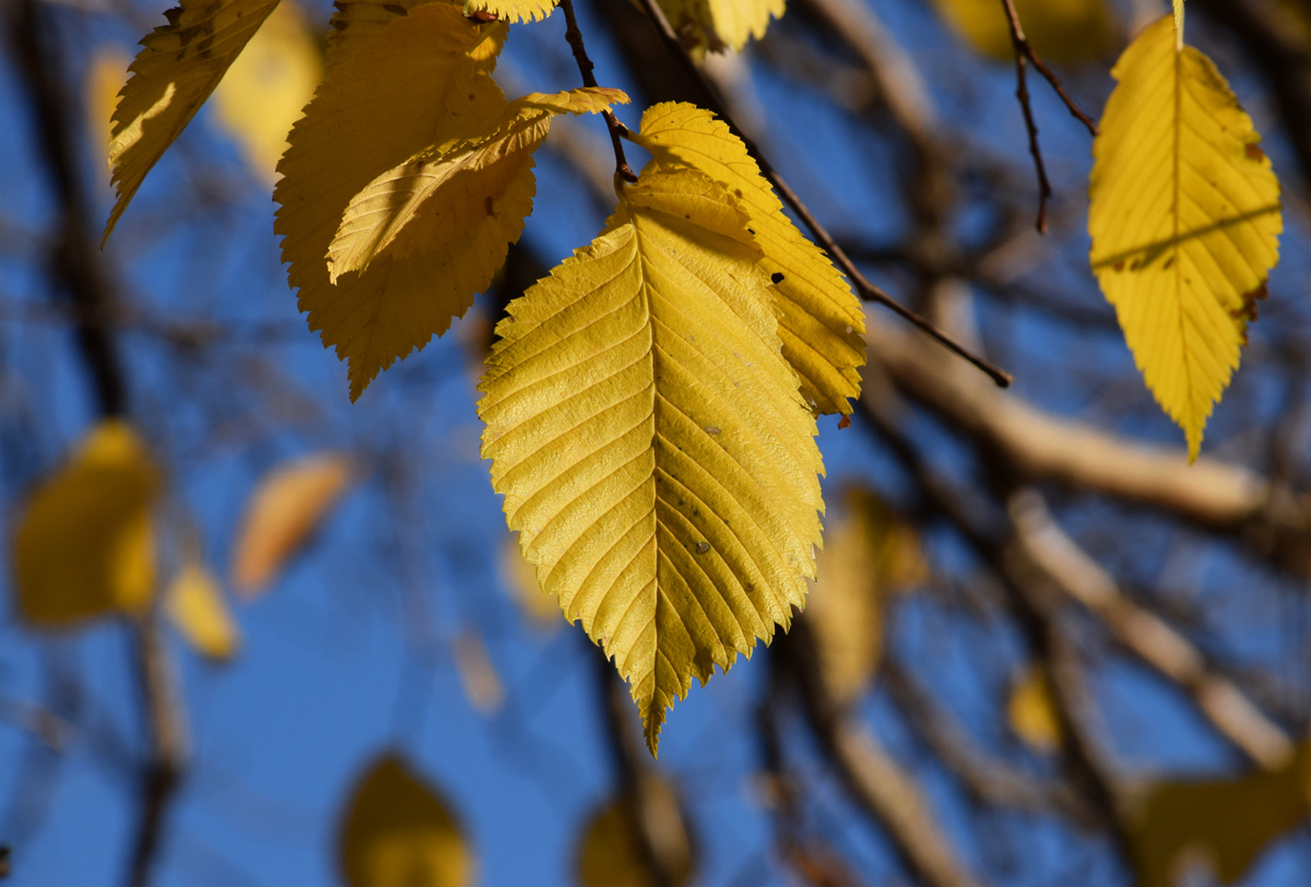 Монетками жёлтыми листья берёзы