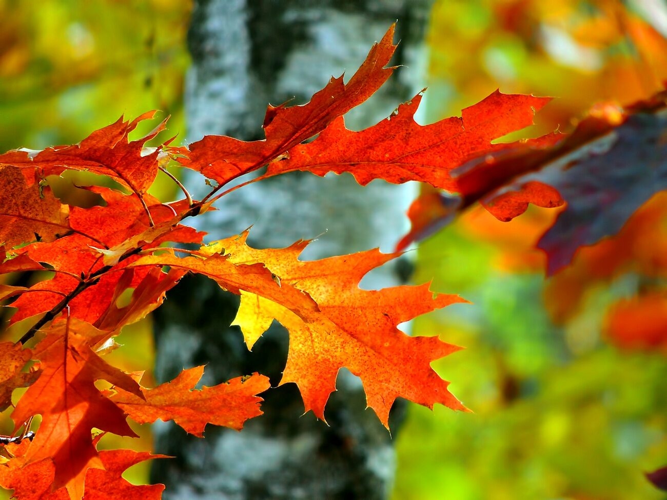 Осенний лист