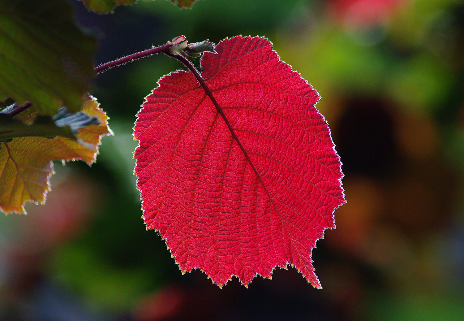 Лист лещины