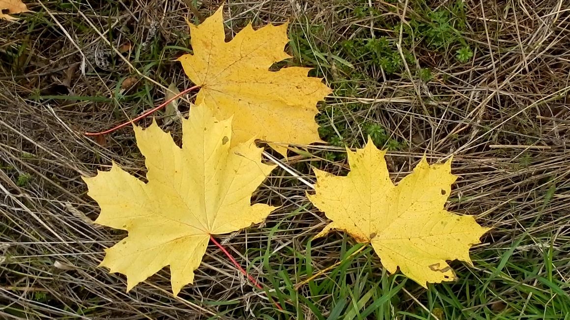 ... ветром сброшены... .
