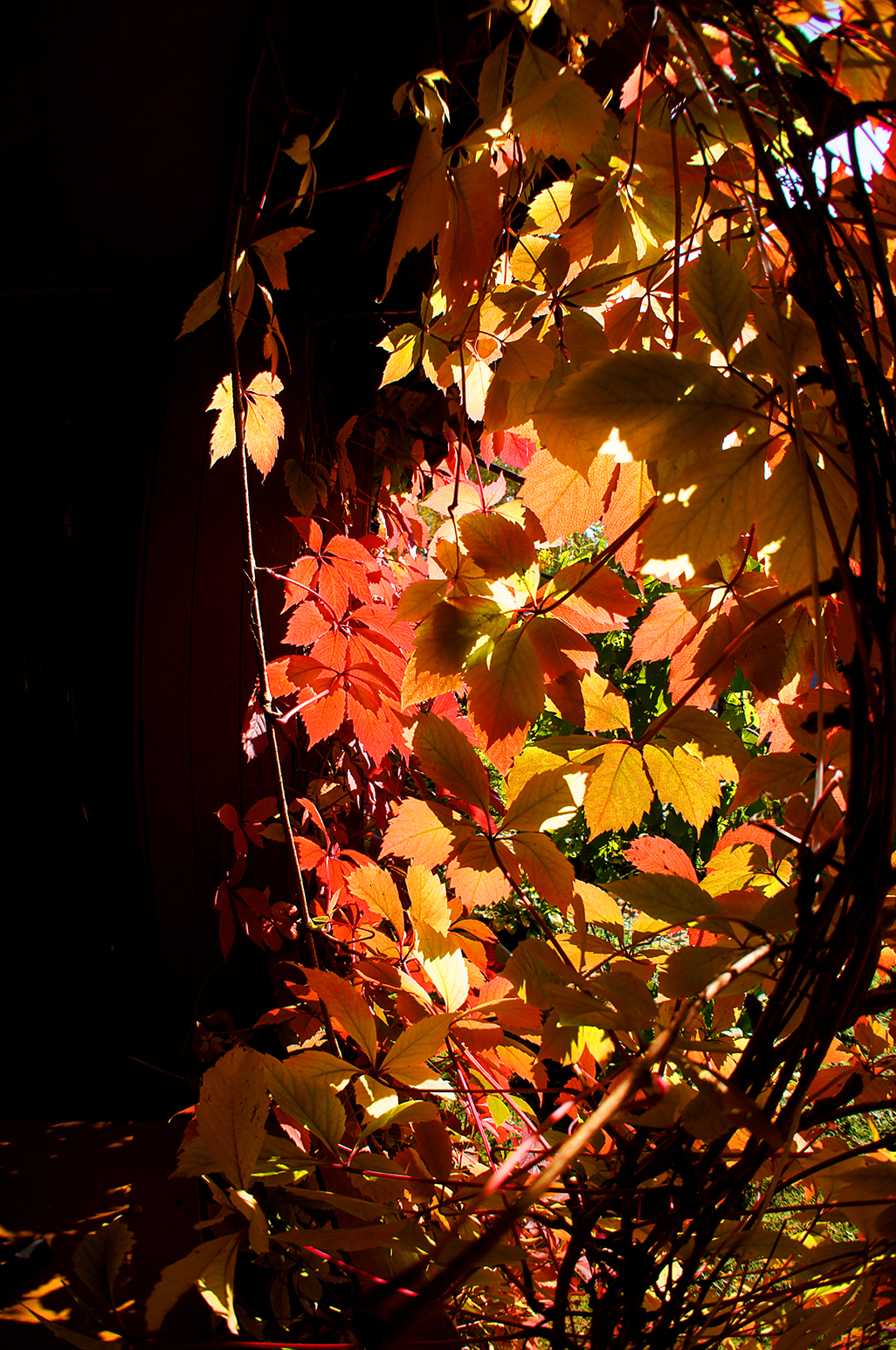 Солнечная листва