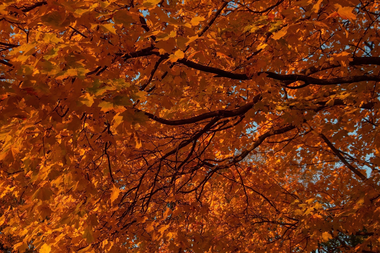 Рыжее листьев объятие