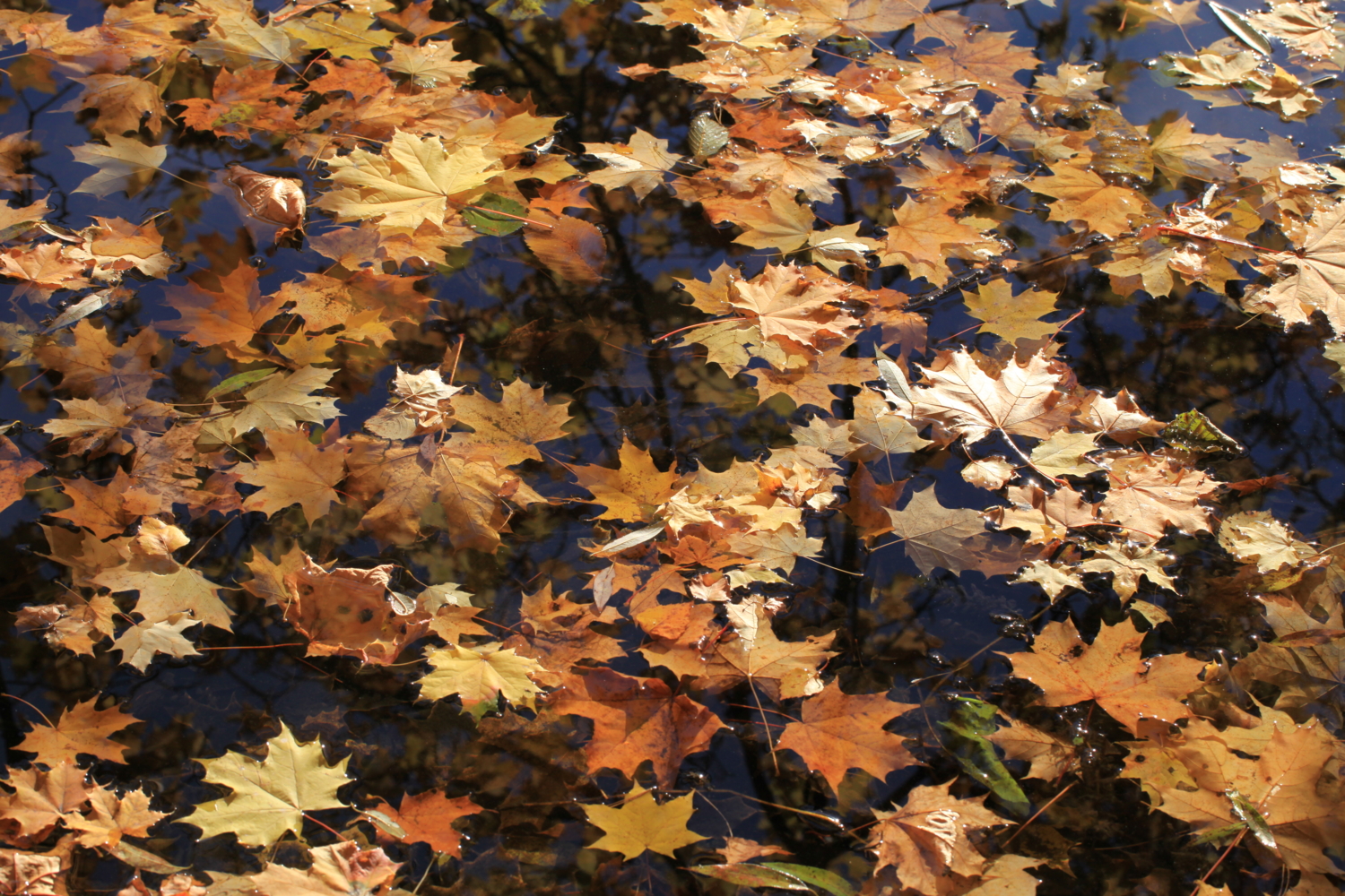 осенние кораблики