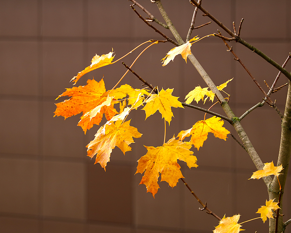 Осенний этюд