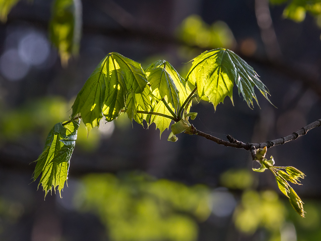 Весенние листочки