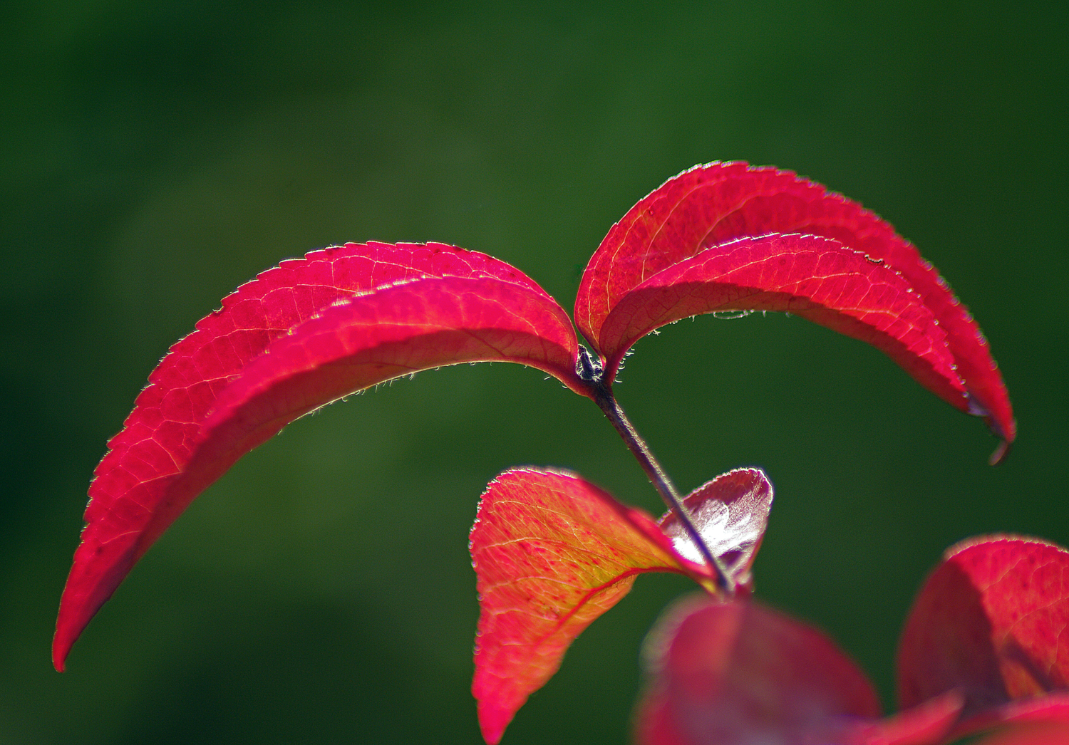 Багрянец октября