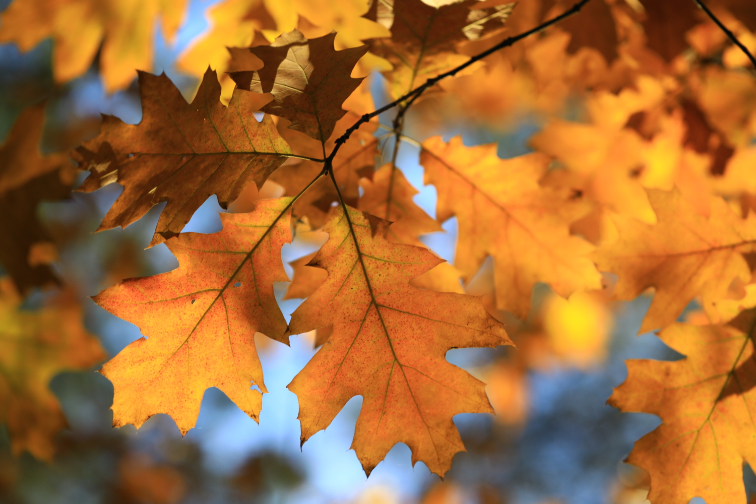 солнечный свет