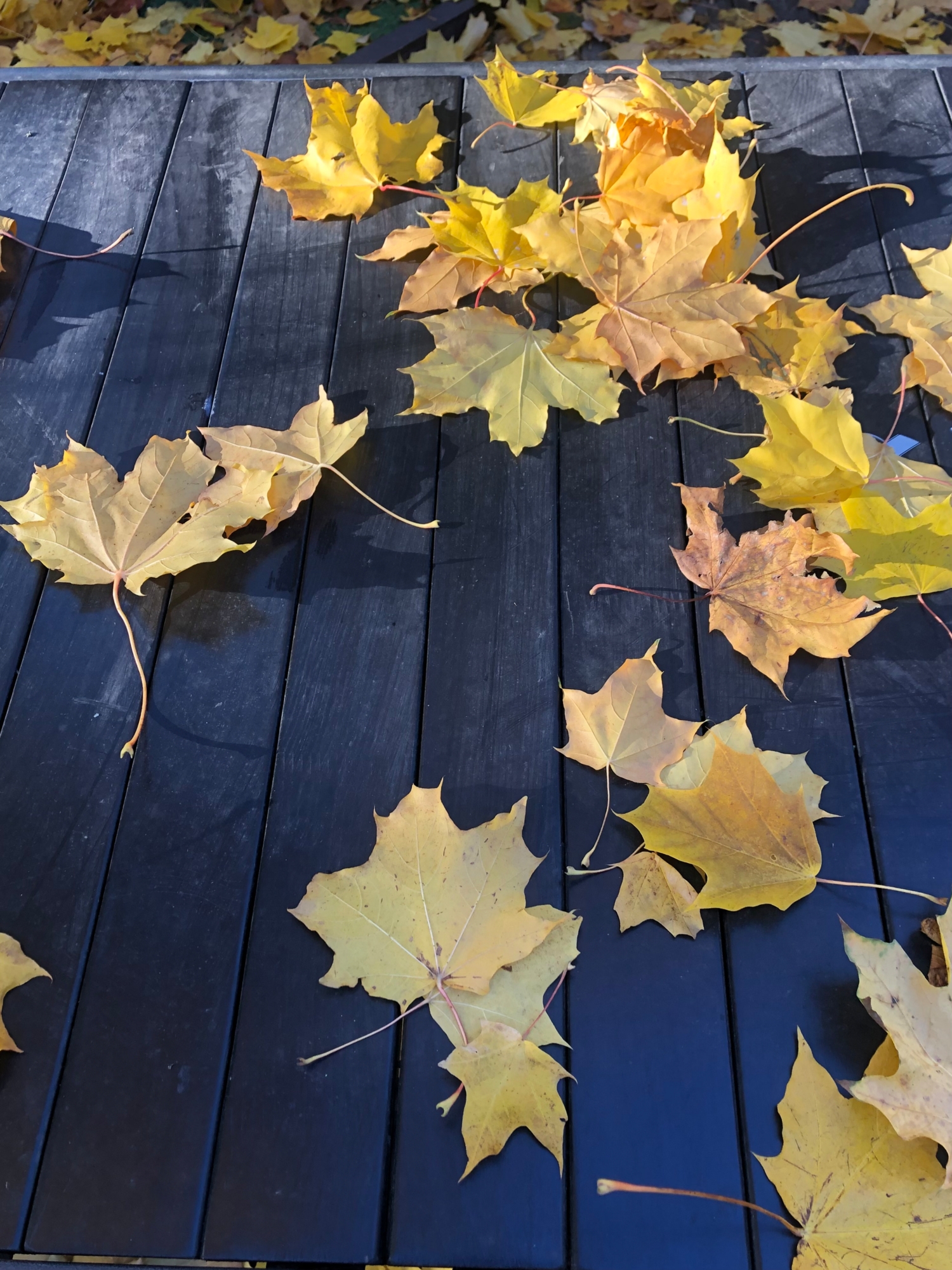 Опавшие листья-прощальный подарок осени.