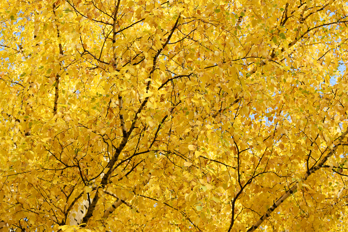 Под осенним золотом берёз