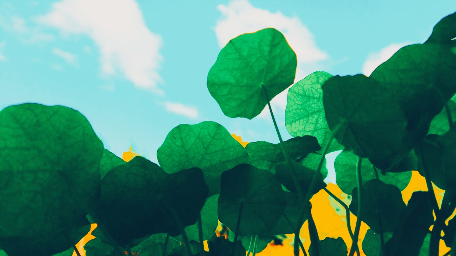 ловцы света