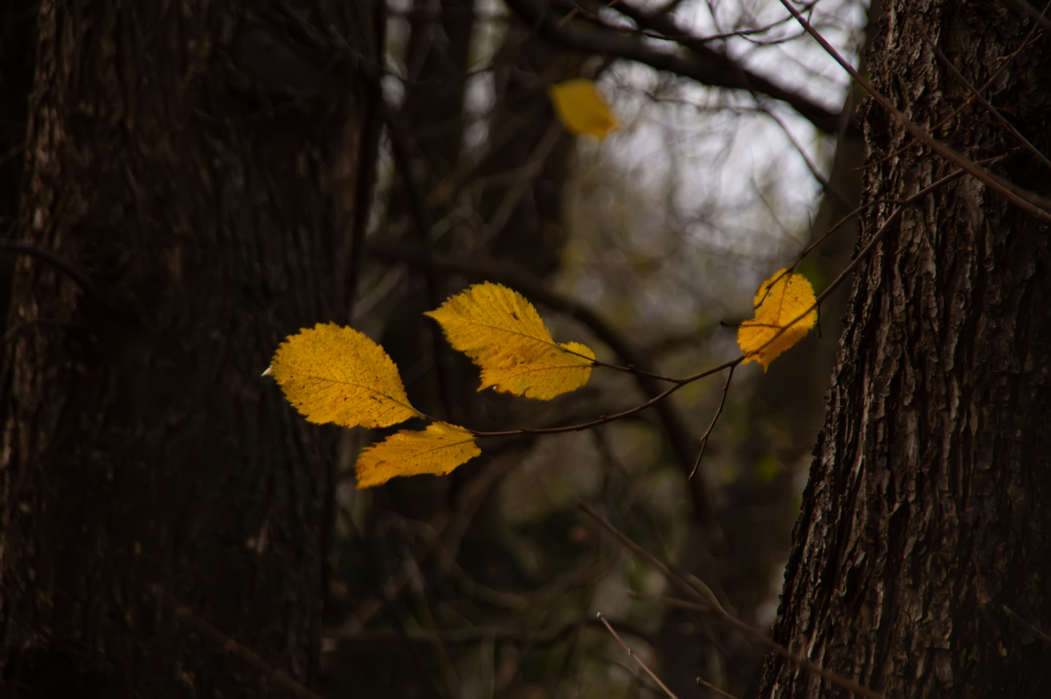 Последние листья.