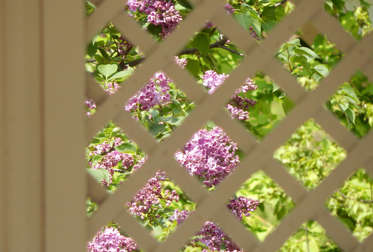 А в саду - сирень...