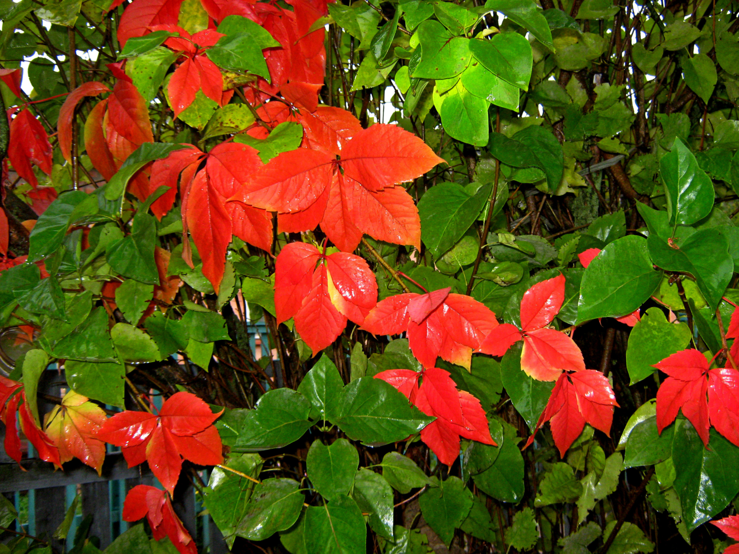 После дождя