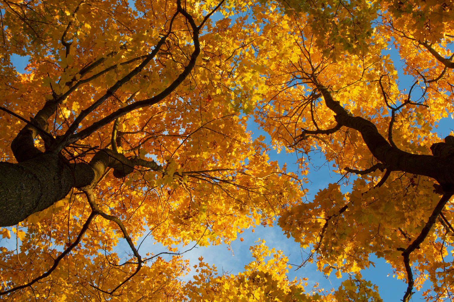 Раскрасив небо осенью