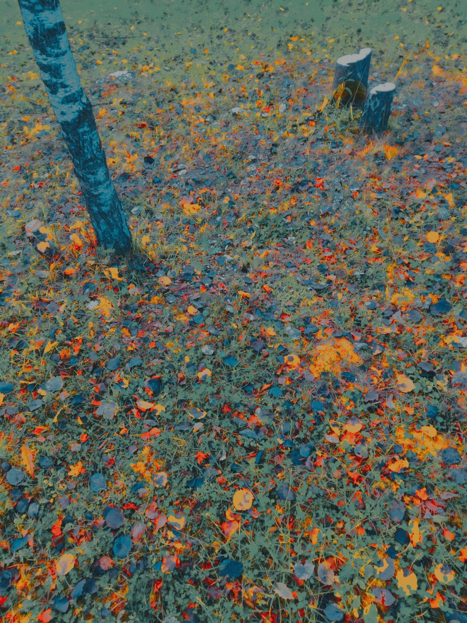 сегодня осенью сентябрь