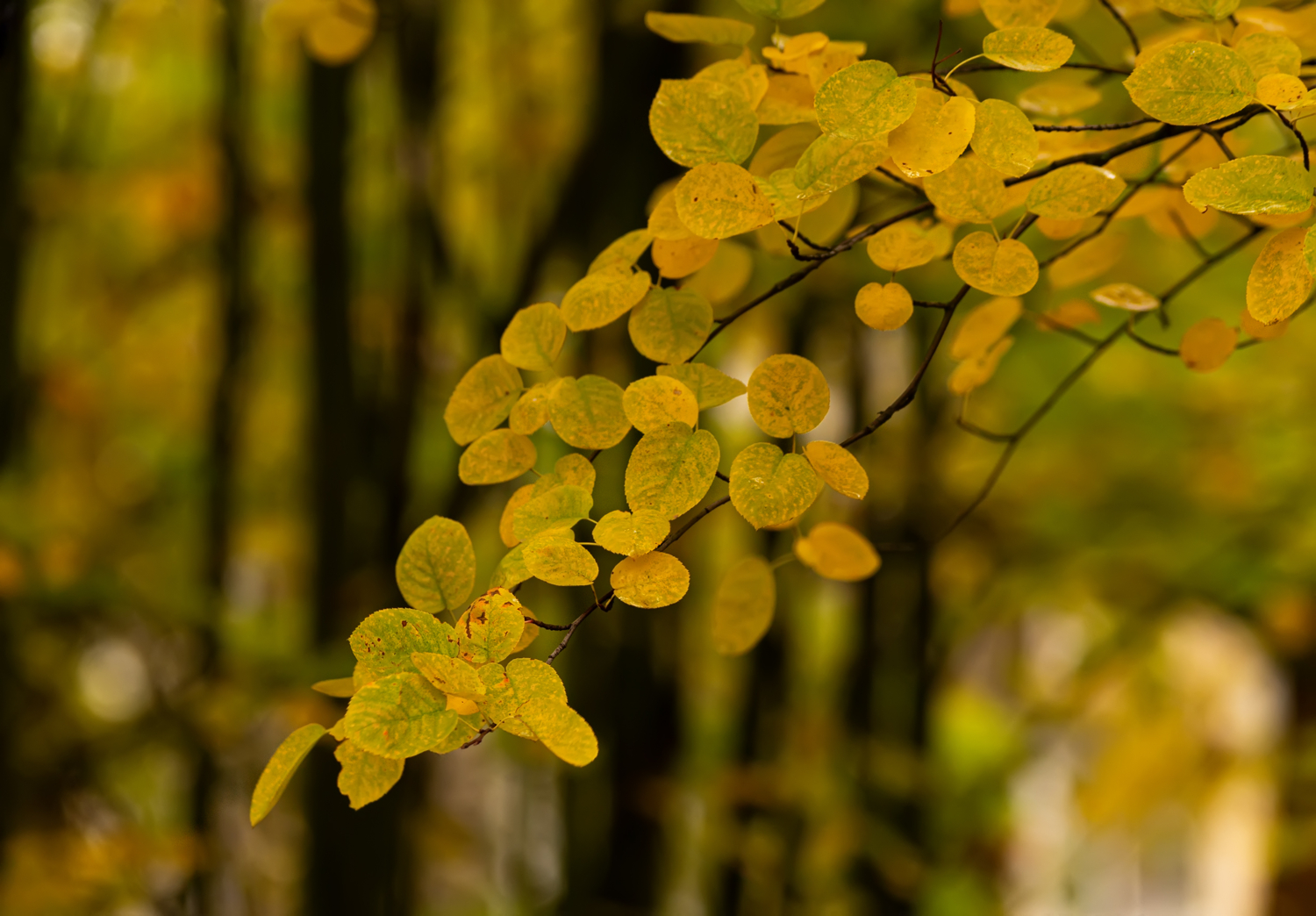 Вот и осень...