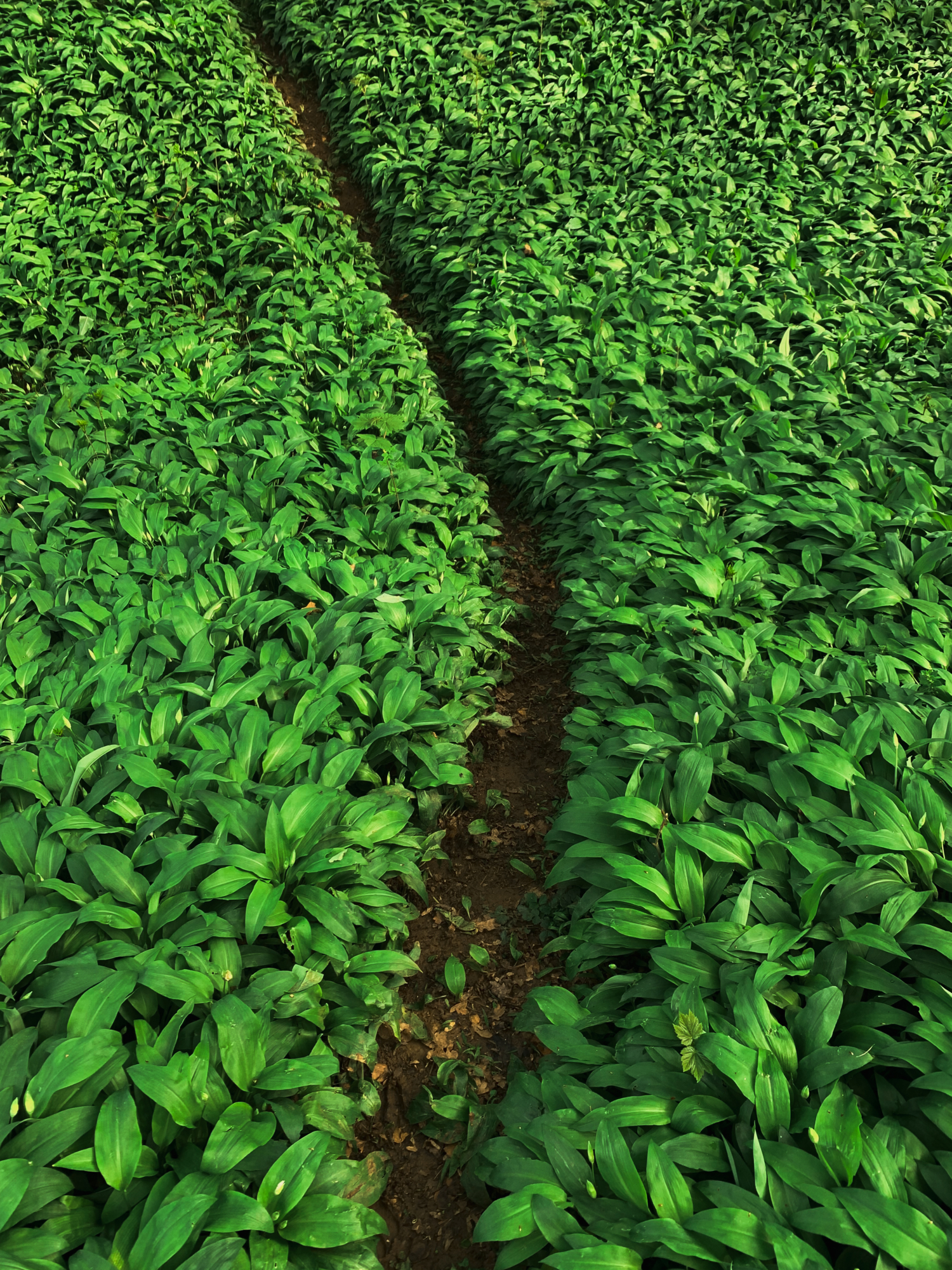 Черемшовая тропа