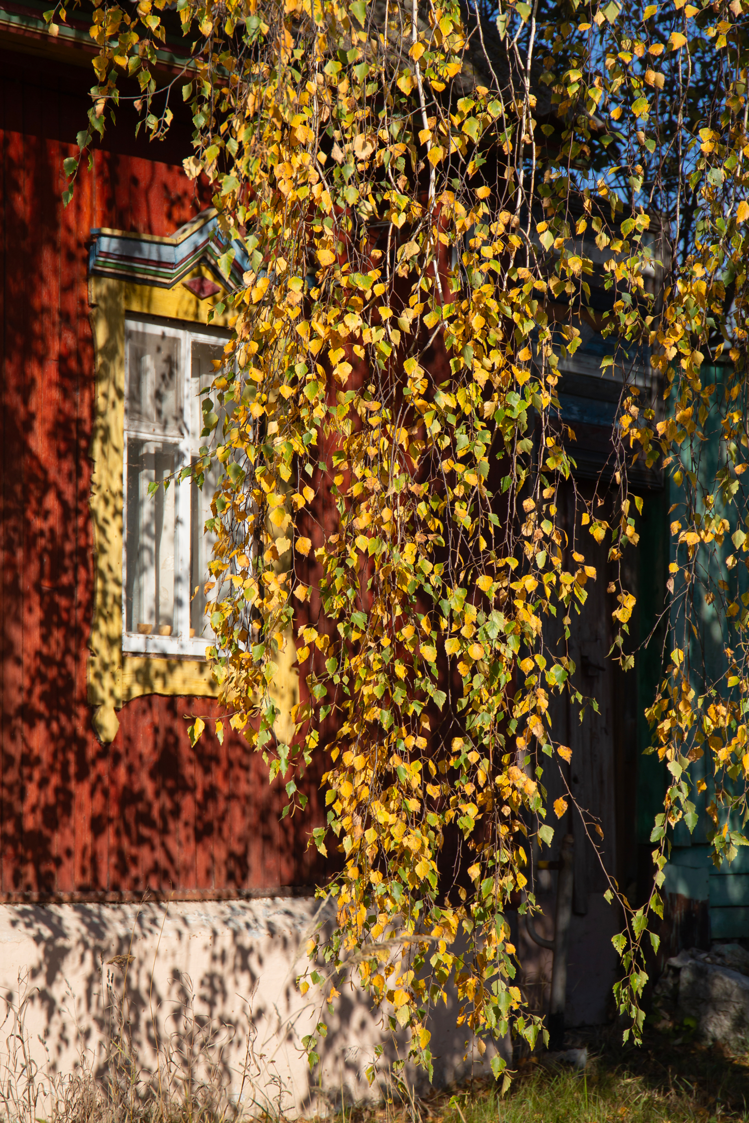 Осень под окном