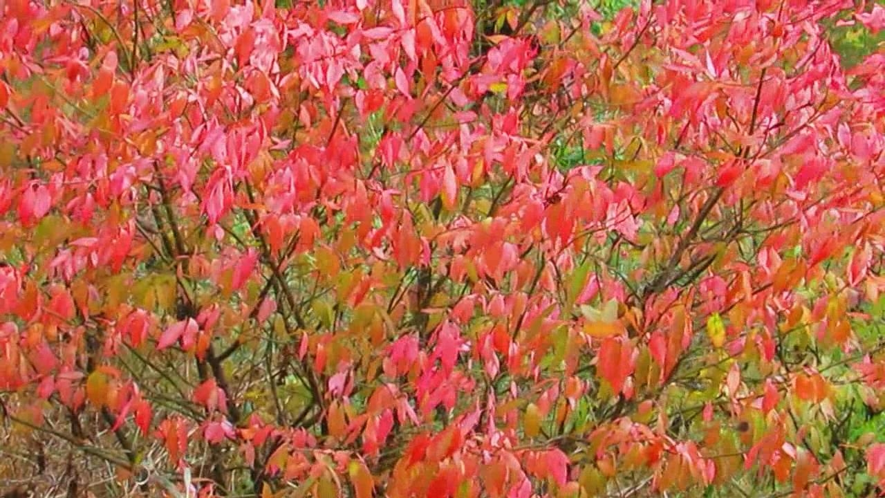 Пламя осени.