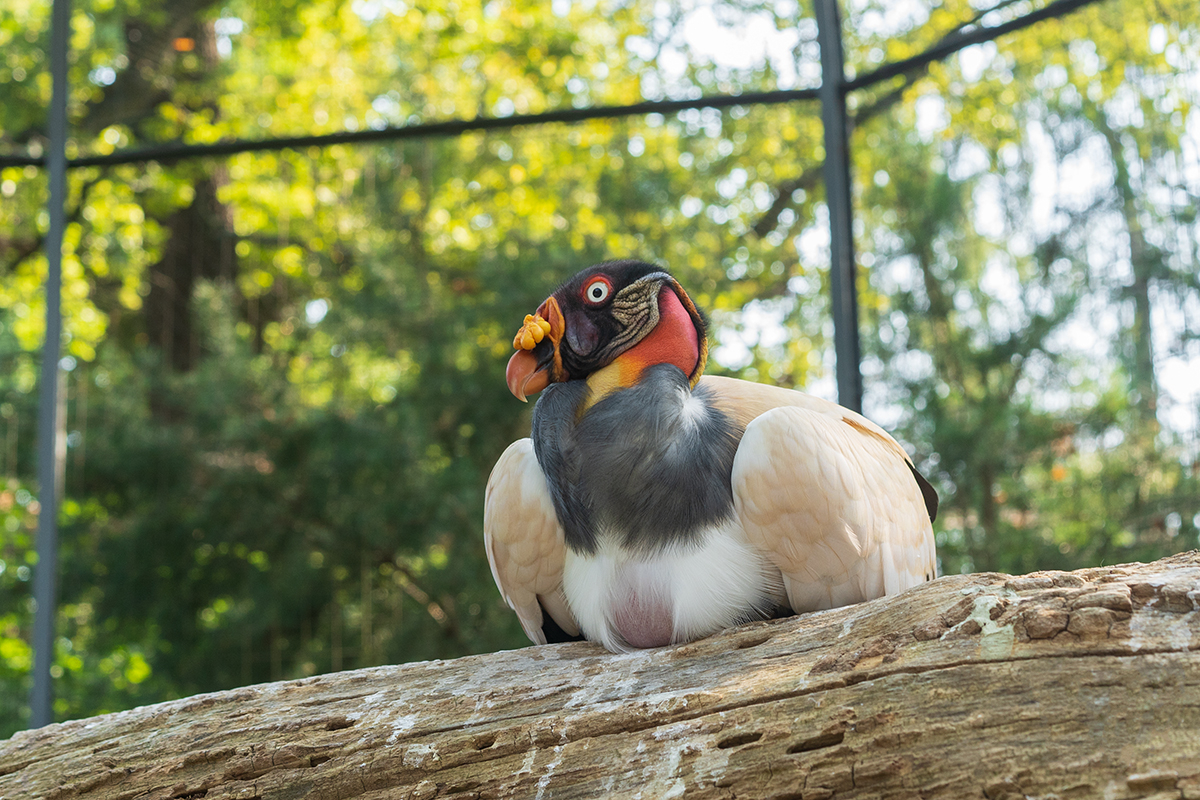 Королевский гриф