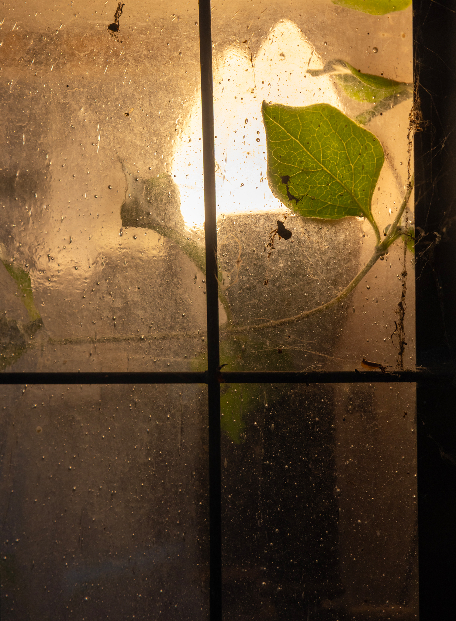 Тоска зеленая