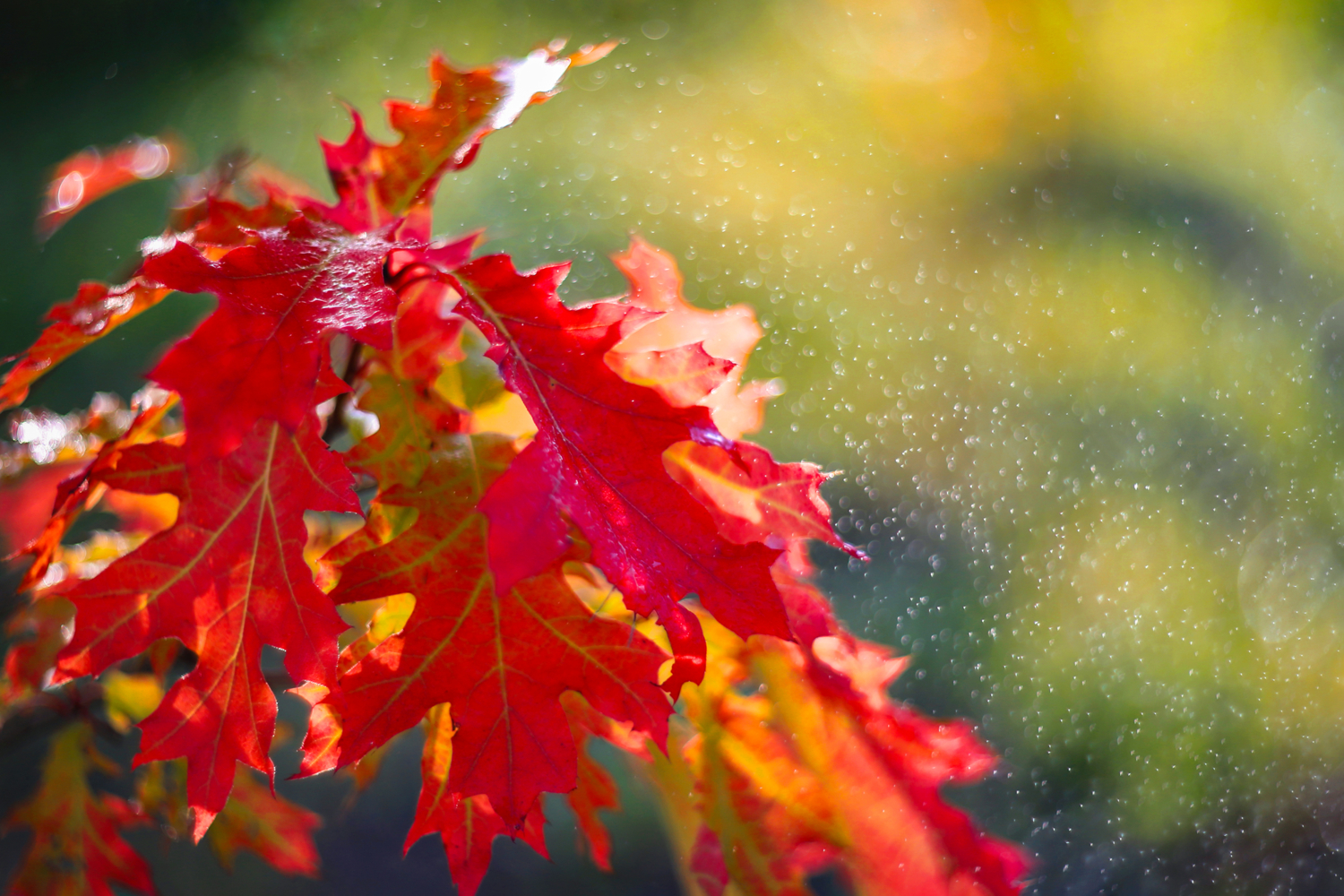 Яркая осень