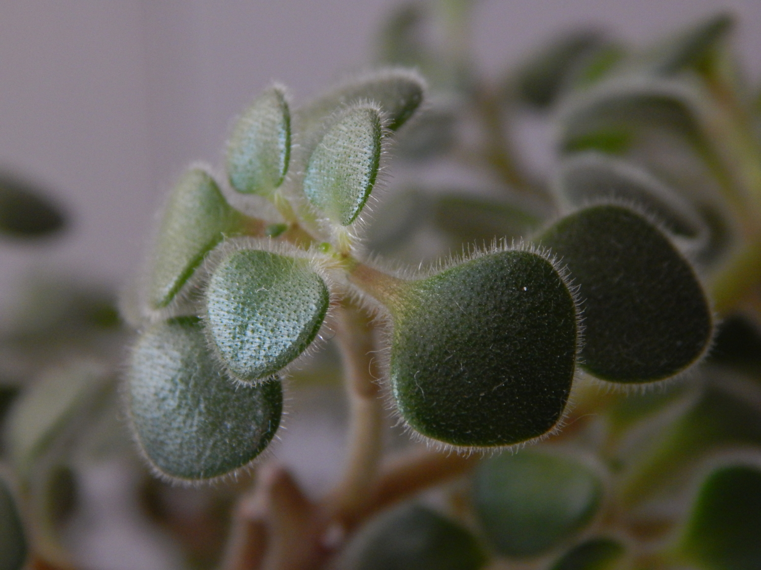 Волосики вздыбились