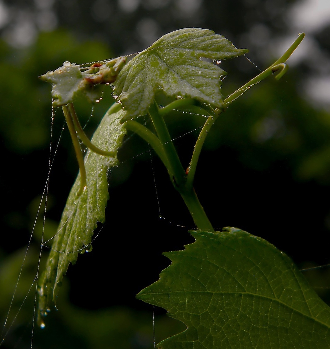 Молодая поросль