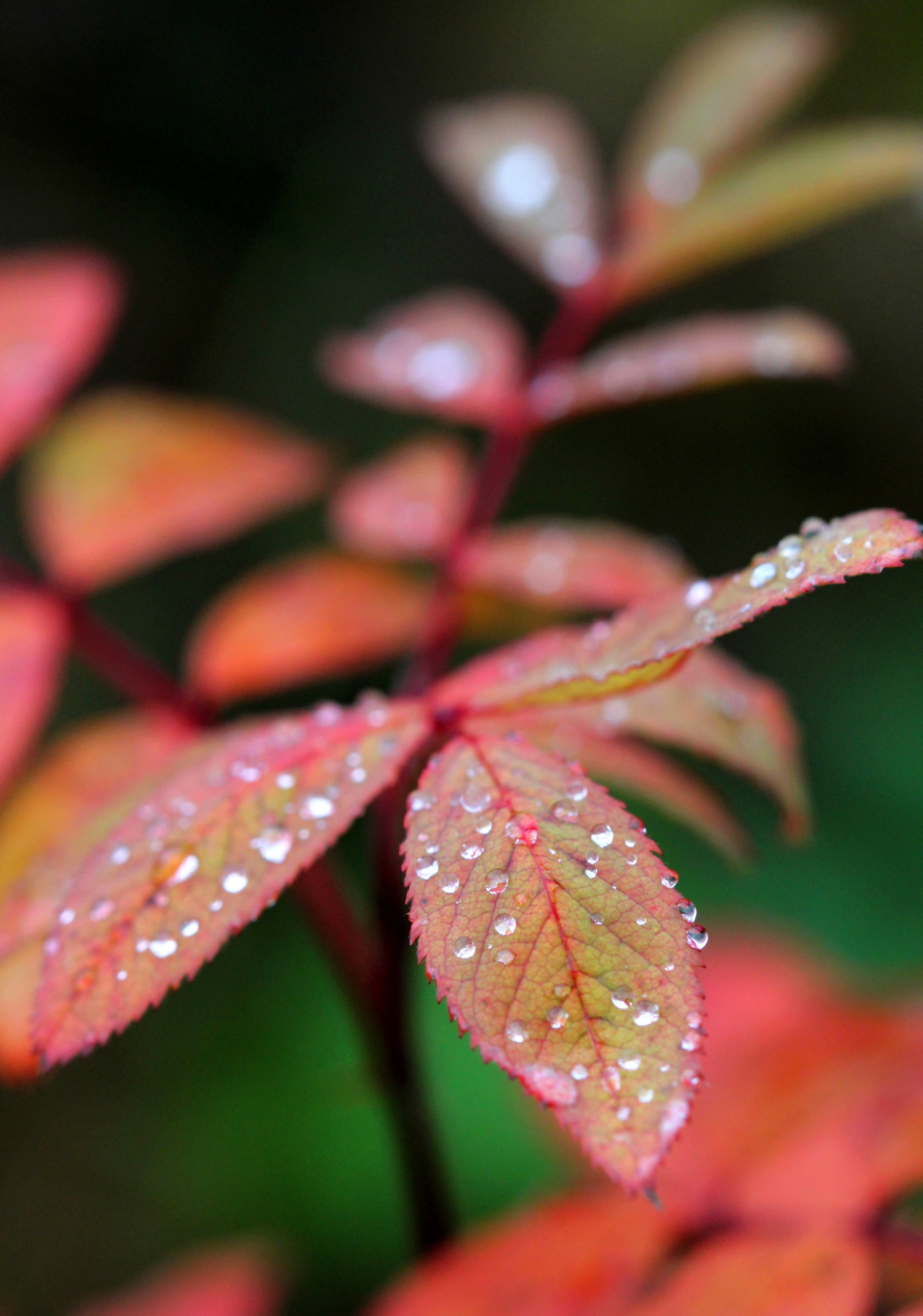 слезы дождя