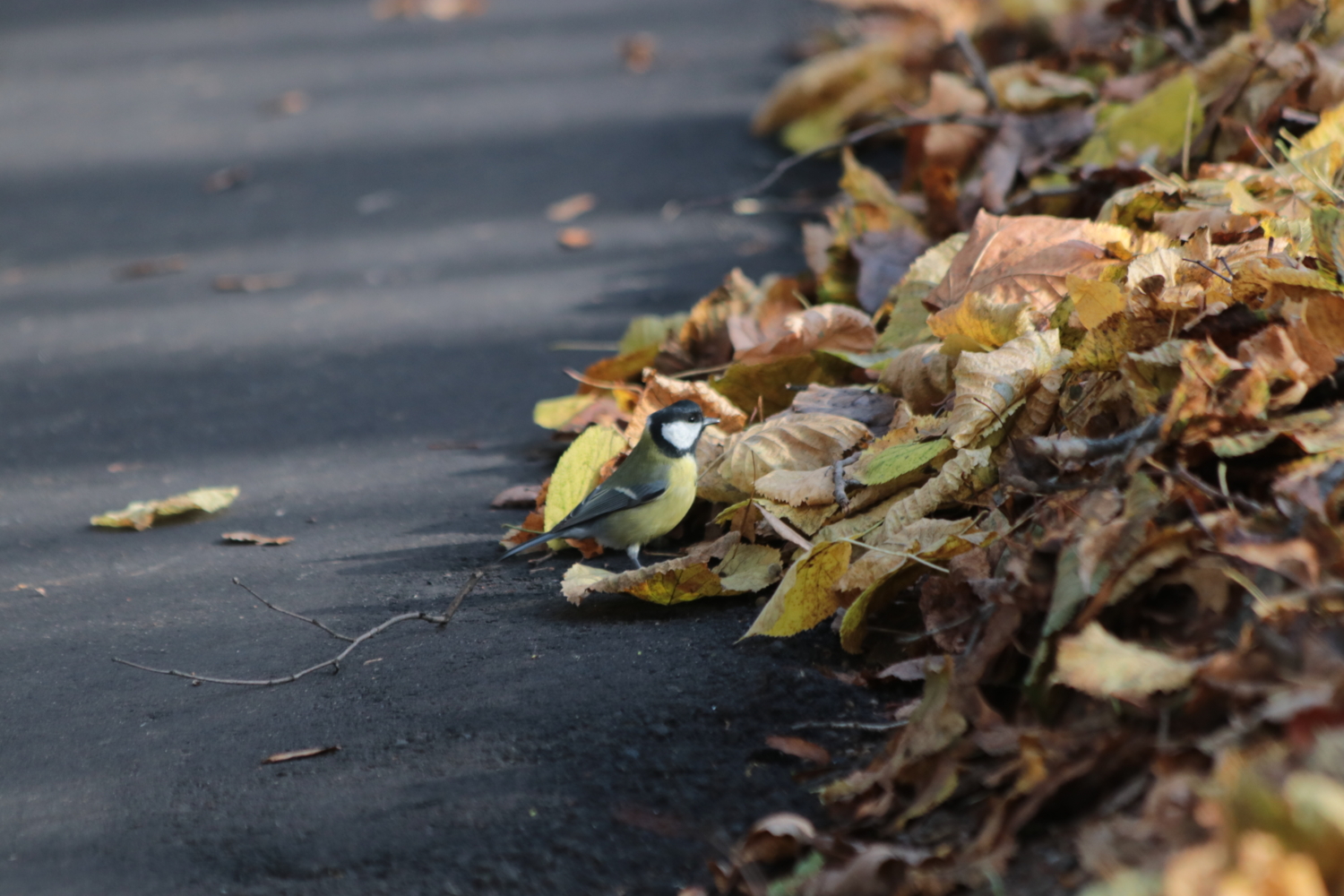 вот и осень пришла