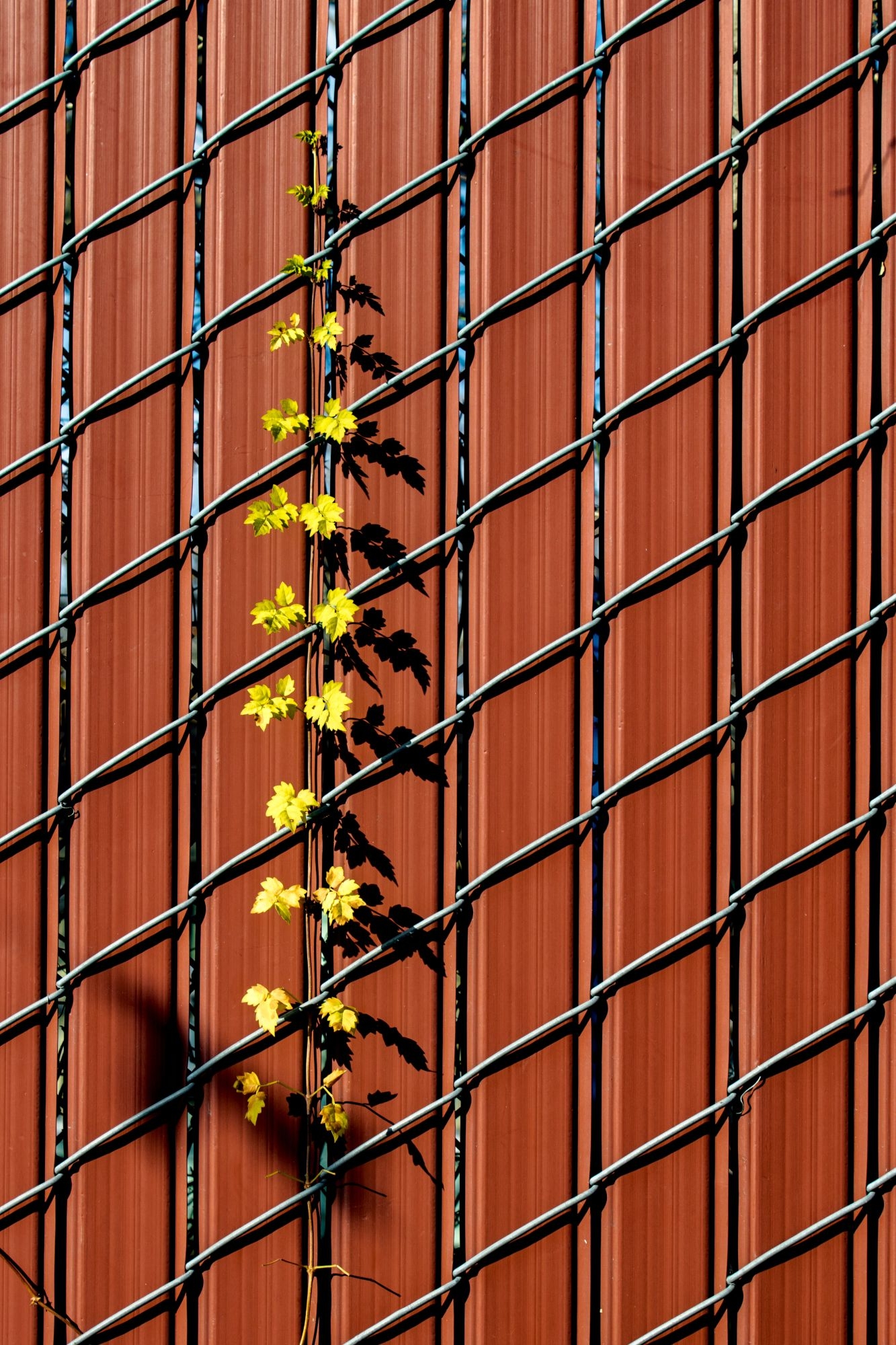 Случайность, или There are no accidents