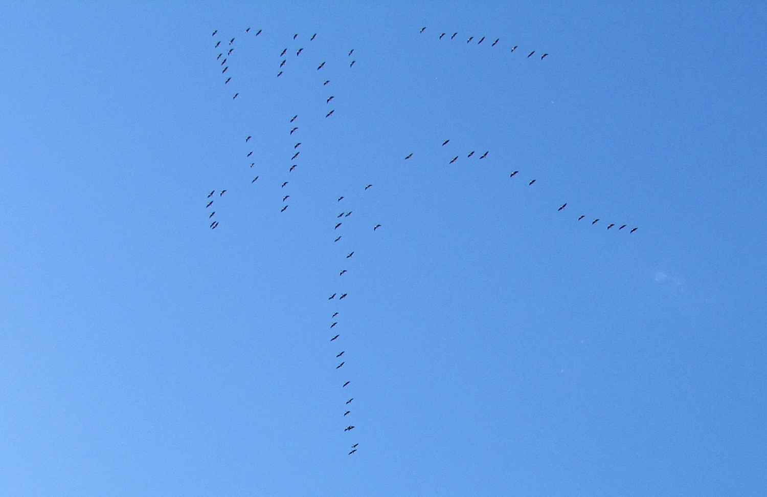 Журавлиный клин