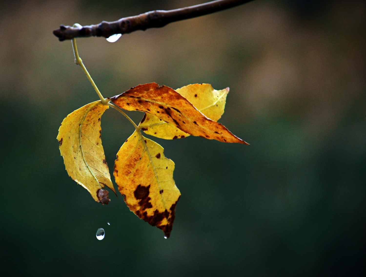 Слезы осени