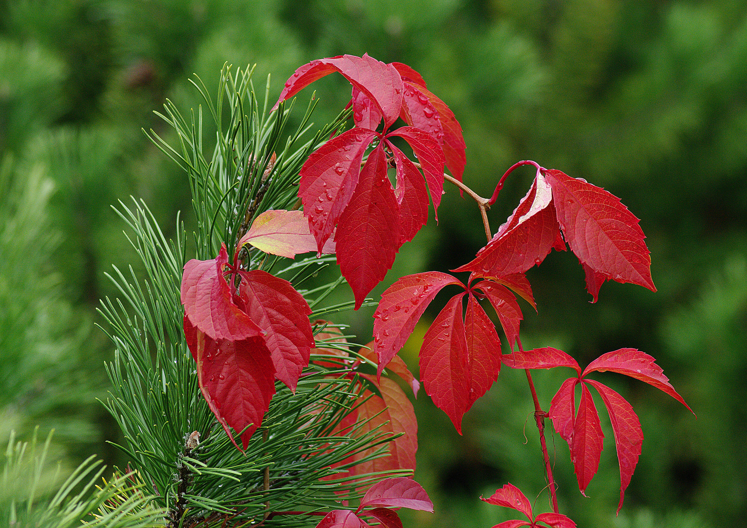 Кедр и дикий виноград