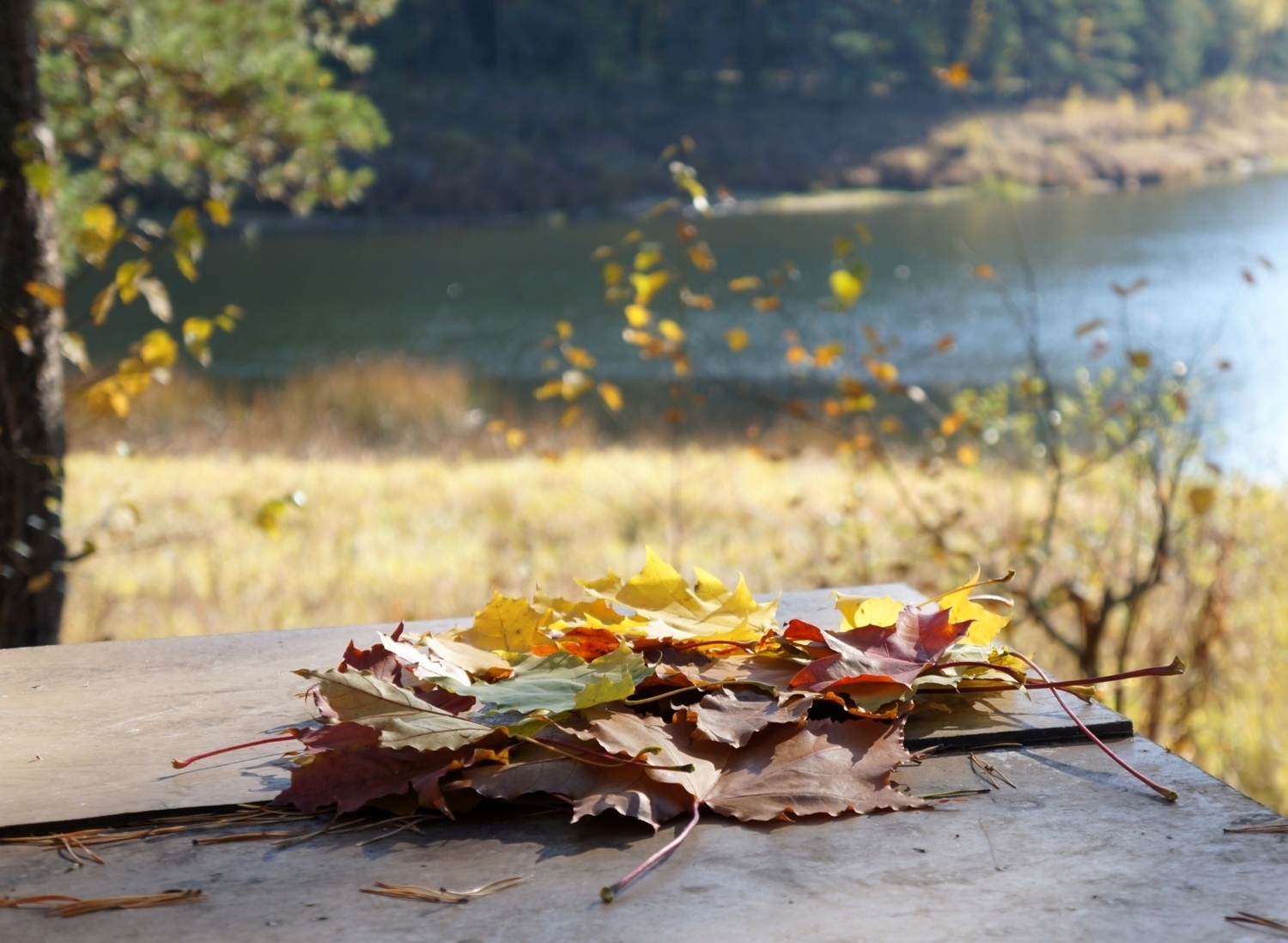 Осенний наряд клёна